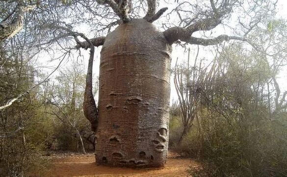 un tronc d'arbre épais imitant un agrandissement du pénis